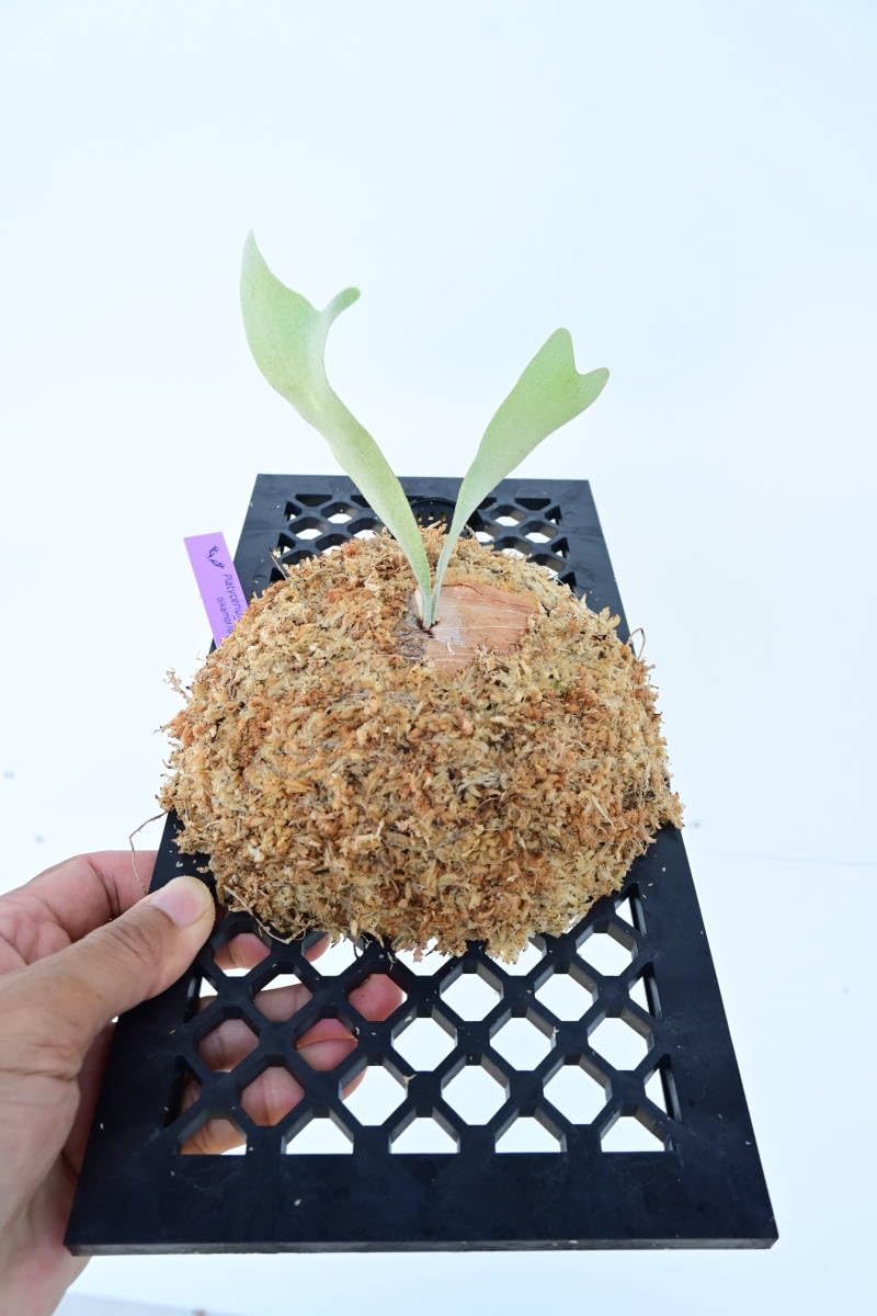 Amazon.co.jp: P.Silky White @bikamori.com シルキーホワイト