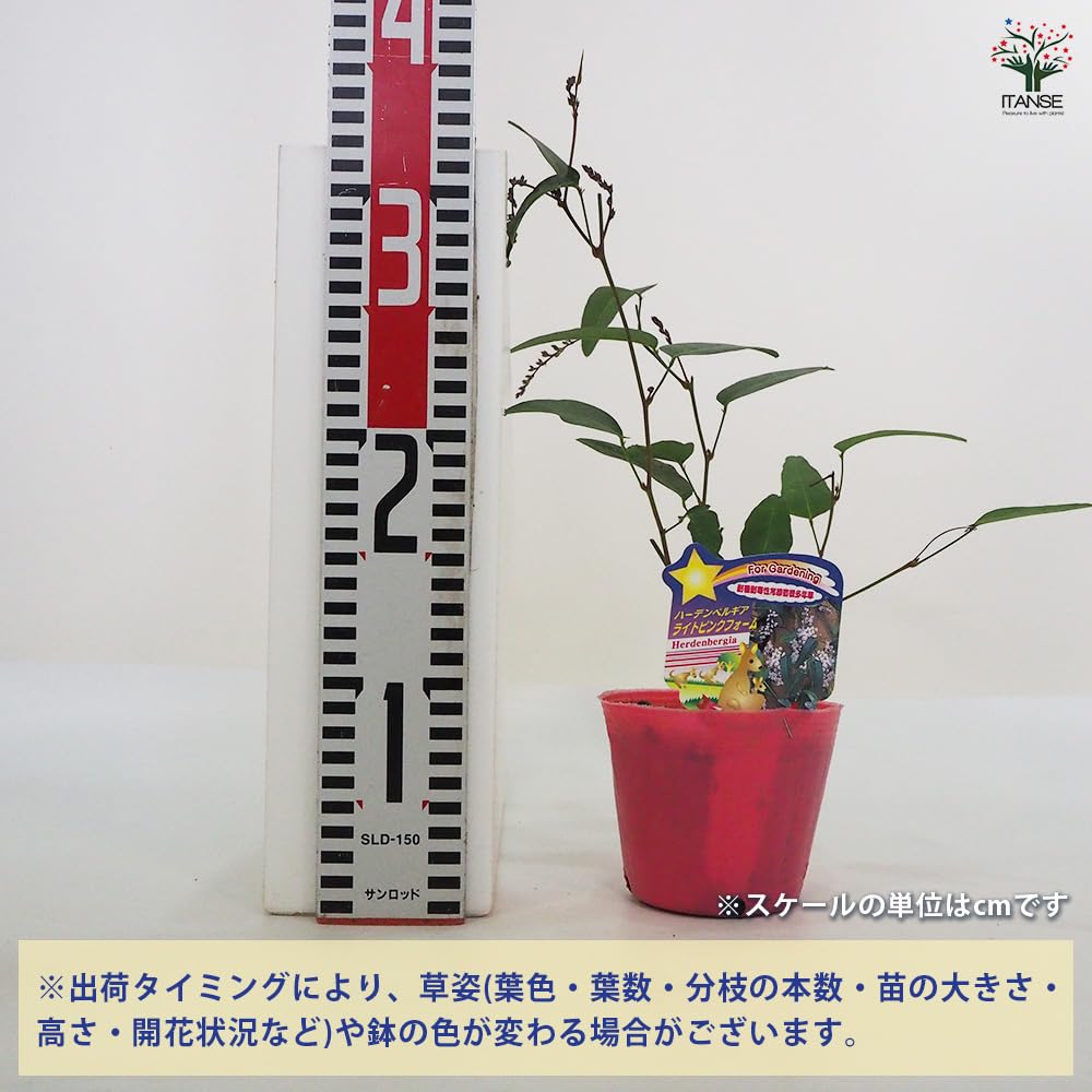Amazon.co.jp: ハーデンベルギア ライトピンクフォーム 3.5号 2