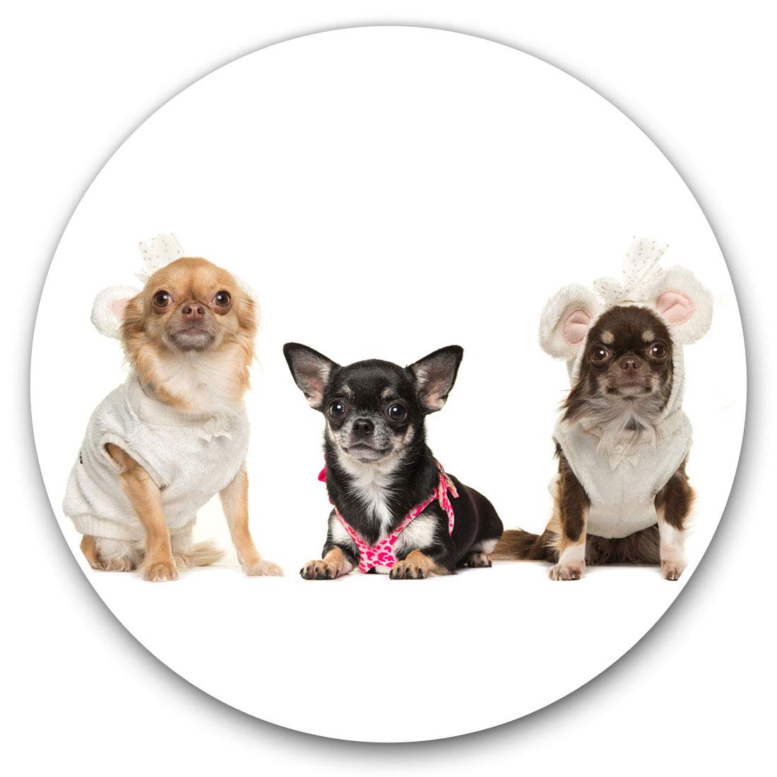 Destination Vinyl Ltd Chihuahua Dogs Puppy Pet Animals 8131 Vinyl Stickers (Set Of 2) 7.5Cm - Chihuahua Dogs Puppy Pet Animals #8131