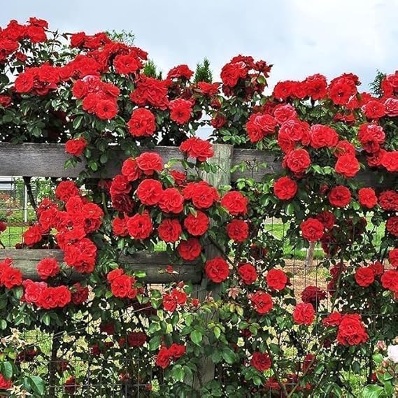 Image of Climbing Red Rose Live Plant with Pot | Fragrant Grafted Red Rose Creeper Plant | Fast Growing Flowering Climbing Vine for Home Garden Balcony Trellis Wall Fence Outdoor Decor | Pack of 1