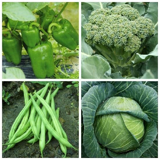 Seeds Combo of Capsicum Green, Broccoli, French Beans & Cabbage Seeds (GMO-Free)-image-11
