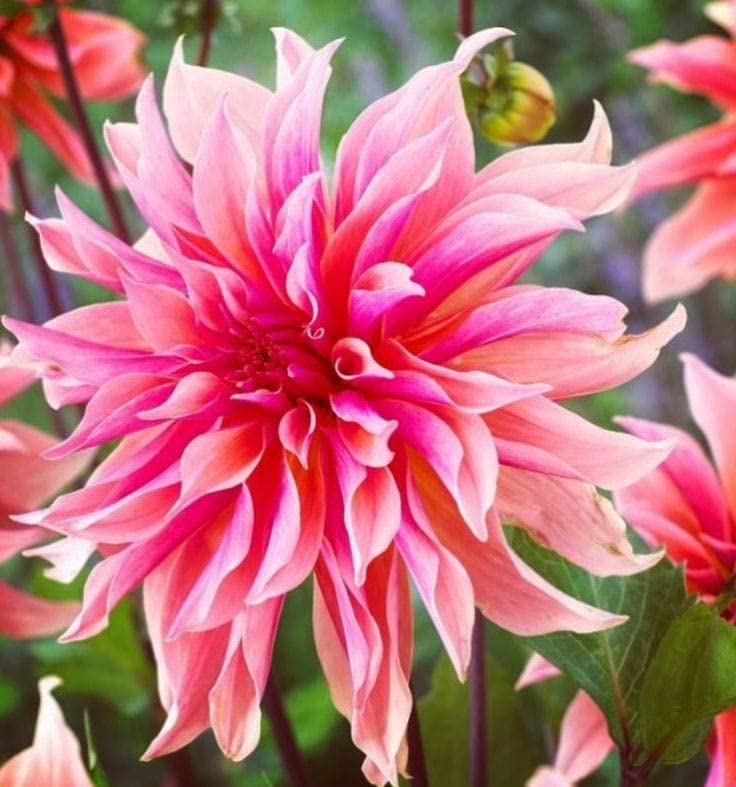 Radha Krishna Agriculture® Good Luck Plant Lucky Clover Draft Dahlia Flower Bulbs For Outdoor And Indoor Gardening Pack of 4 Bulbs Flower (B0B3XBJ6B1) Amazon Price History, Amazon Price Tracker