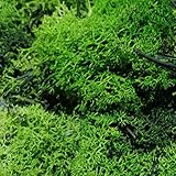 preservativos naturales para cosmeticos Color verde, puede variar ligeramente ya que es un producto natural