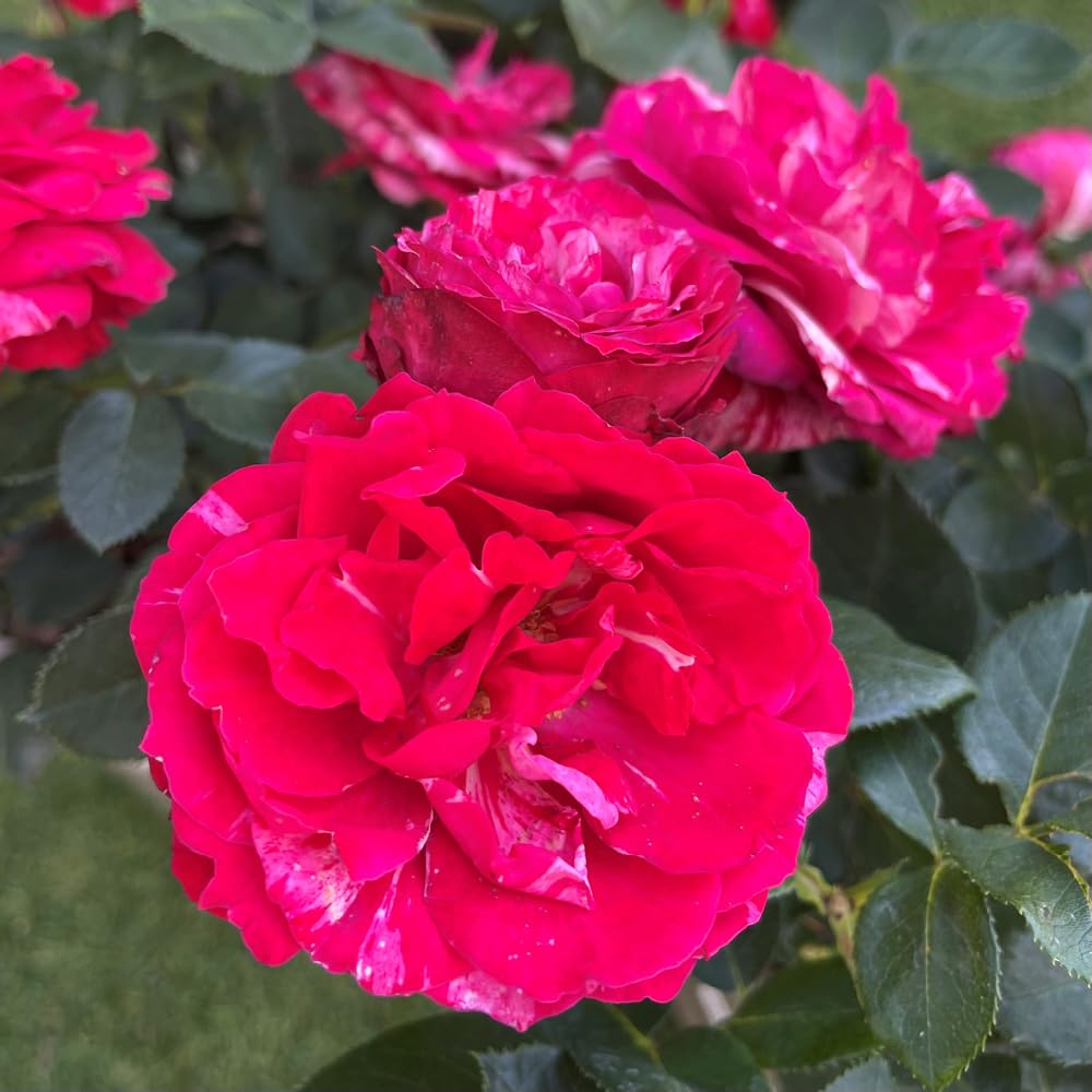 YouGarden Harkness Rose 'Precious Memories' ™, Established Plant in 4 Litre Pot, Ready to Plant Rose