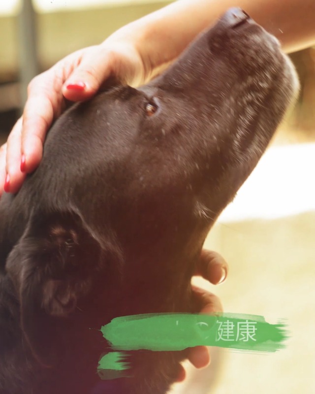 Amazon.co.jp: ブラバンソンヌ 消化器サポート 犬用 ドッグフード