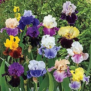 (5) Splended Colors Mix Bearded Iris Rhizomes, Roots, Bulbs, Plants