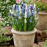 DUTCH BULBS EXCLUSIVE PLANTS FROM HOLLAND