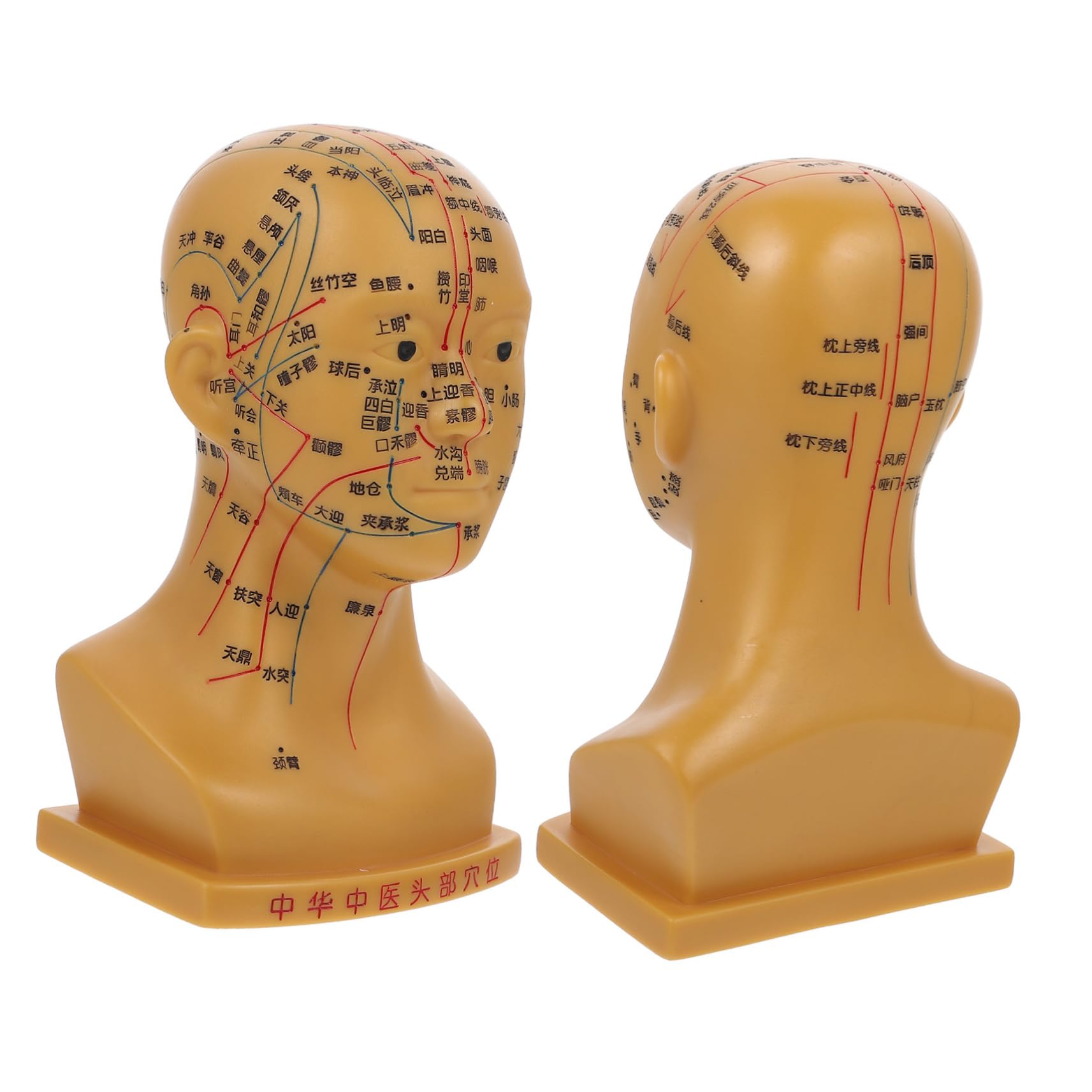 Cabeza de Acupuntura Anatómica 20cm Pvc para Enseñanza