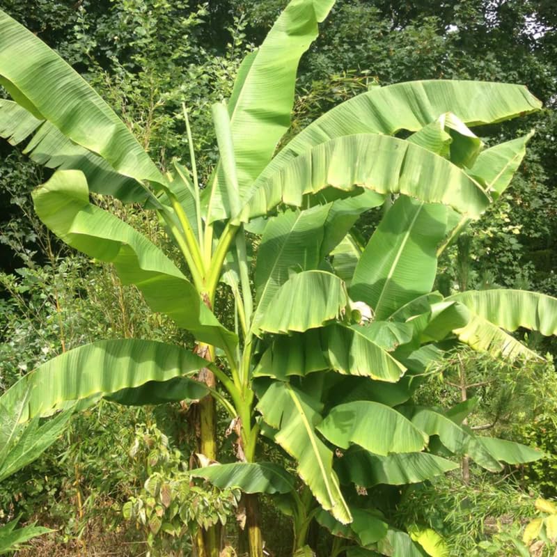 Buy Basjoo Banana Tree, Musa Basjoo Banana Tree 4 to 6 Inc Tall Rooted