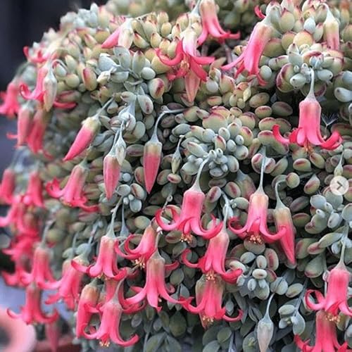 Miniatura 5 de Planta colgante de cotiledón de 2 pulgadas, suculenta viva bien enraizada, planta de interior rara para decoración de interiores y exteriores