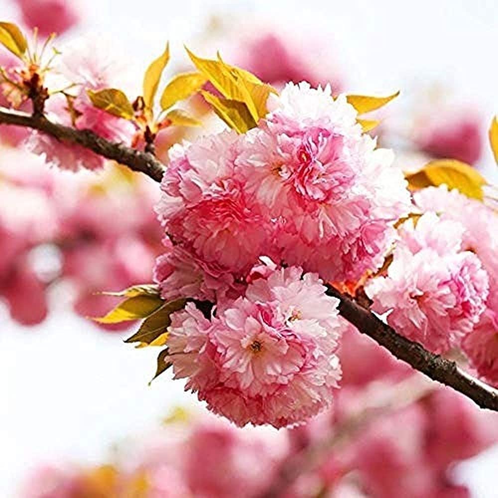 10Pcs Sakura Seeds Garden Tree Seed for DIY Home Decoration Winter Blooming Cherry Blossom Outdoor Garden Patio Planting