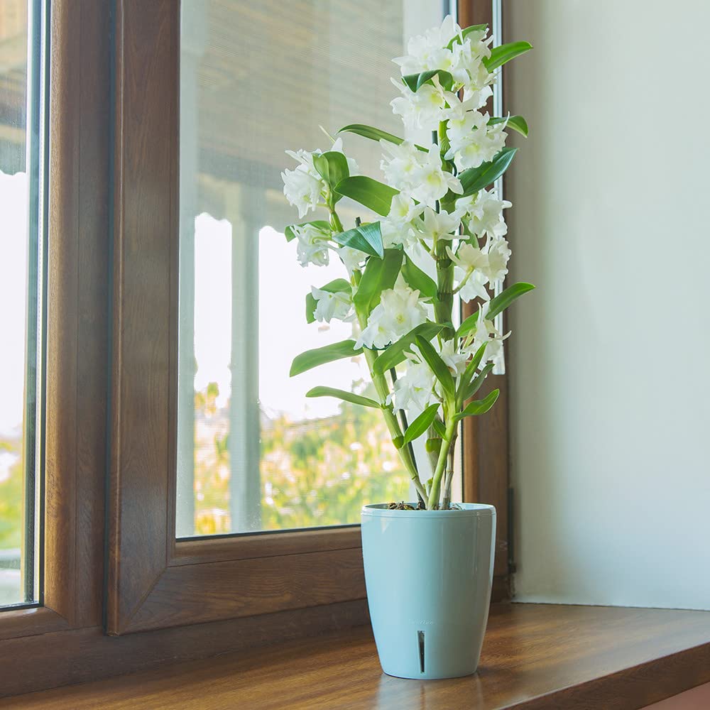 Zelfbewaterende Orchideeënpotten Set van 6 - 12 cm Antraciet met Zelfbewaterende Orchideeënpotten Set van 6 - 12 cm Antraciet met