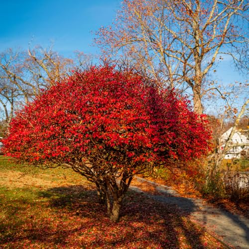 Dwaft Burning Bush Shrub Live Plant, 2.5 Inc Potted, Live Bushes and Shrubs Outdoor