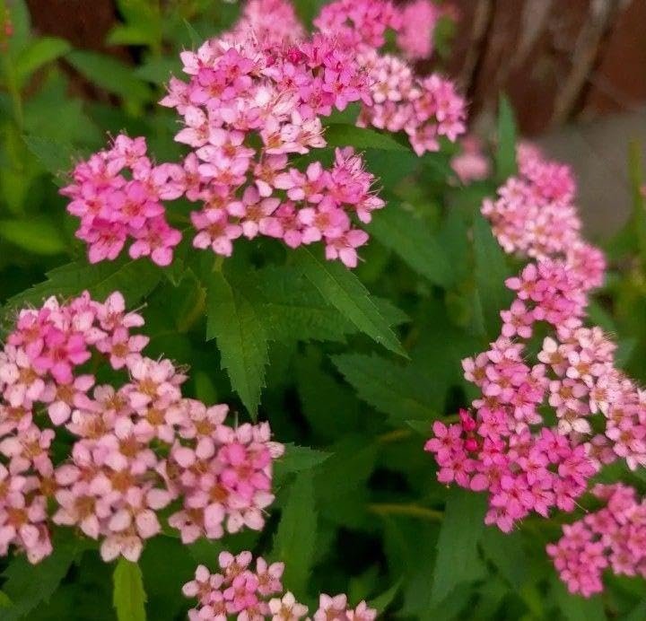 モンステラ6 斑入 グリーンオングリーン デリシオーサ 葉付きトップ