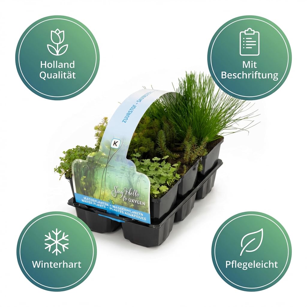 IFLO® Teichpflanzen Set 6 Stück winterhart für Gartenteich & Miniteich – blühende Wasserpflanzen aus Holland – Sumpfpflanzen Zone 1 & 2 - 2