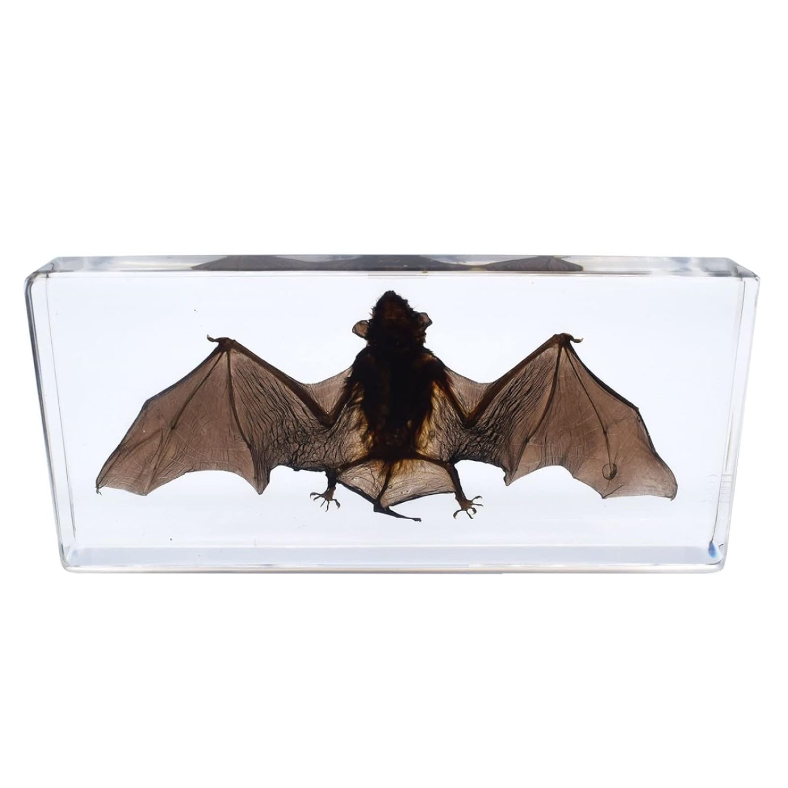 DRXRD Taxidermia de Murciélago Real, Espécimen de Murciélago en Resina Transparente, Adorno Artesanal de Murciélago, para Comprender la Estructura del Cuerpo del Murciélago M