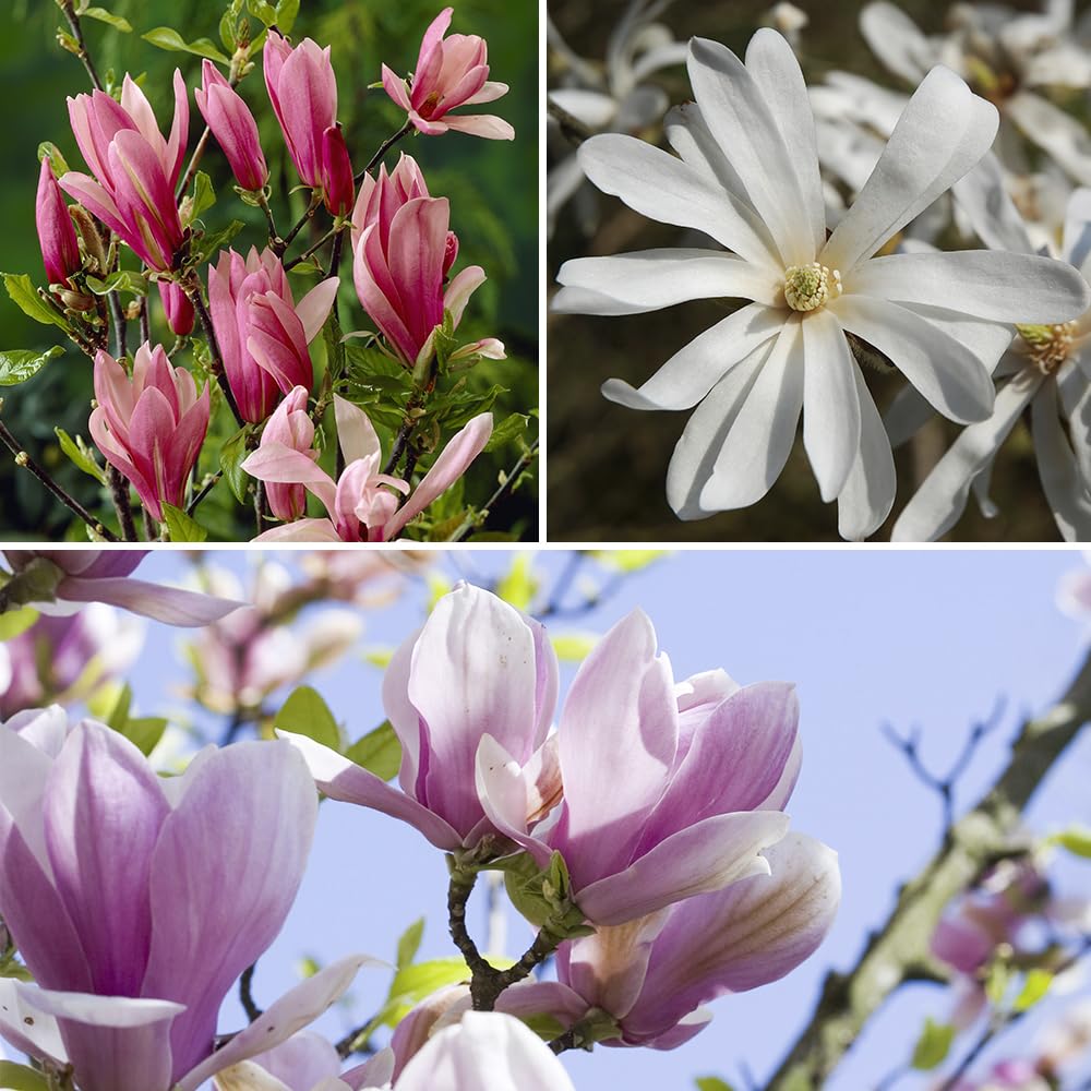 YouGarden Magnolia Tree Collection, Set of Three Varieties in 9cm Pots, Ready to Plant