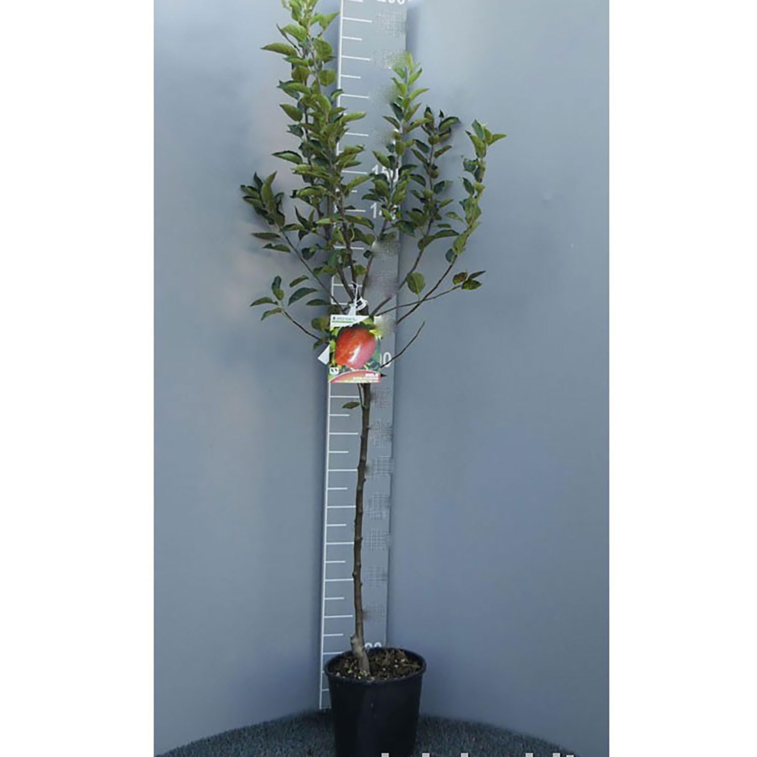 Pianta Di Melo Antico Deccio In Vaso Diametro 22 Cm, Varietà Veneta, Resistente, Frutto Dal Sapore Vinoso, Produzione Italiana