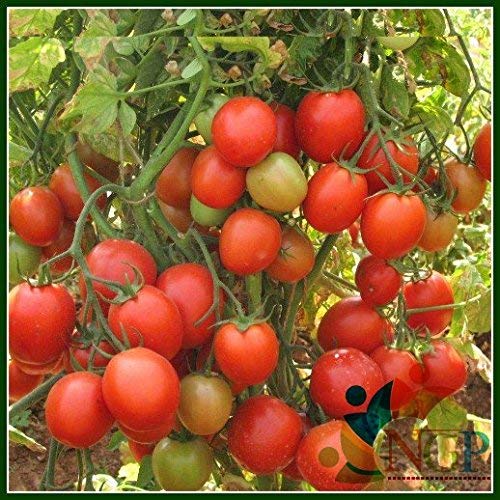 Creative Farmer Tomato Arka Rakshak Hybrid F1 Vegetable Seeds (B07N4WKP8K) Amazon Price History, Amazon Price Tracker