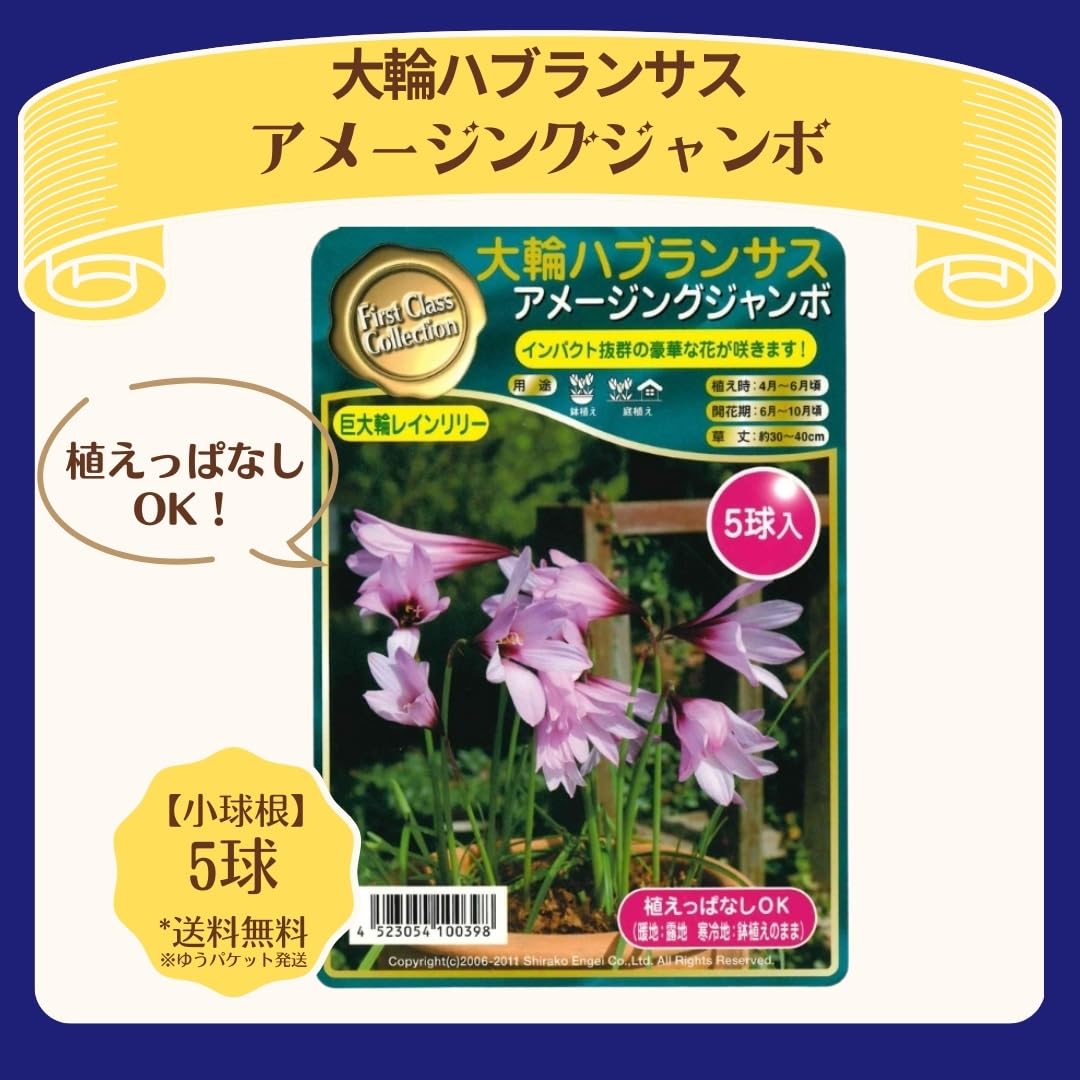 Amazon.co.jp: ハブランサス アメージングジャンボ 球根 5球入り