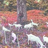 Kevin Sloan Recordings