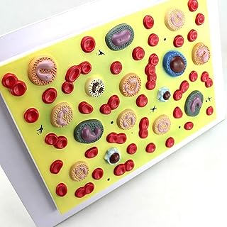 Scientific Human Cell Models of Human Anatomy Zoom in 2000X Hematology Internal Medicine pathophysiology Model PVC Material for School,Education