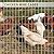 Tongmo 3 ft x 100 ft Galvanized Welded Wire Fence, 16GA Garden Chicken Wire Fence Roll, Mesh Size 2" x 4"Hardware Cloth, Ideal for Yard Protection and Poultry Netting