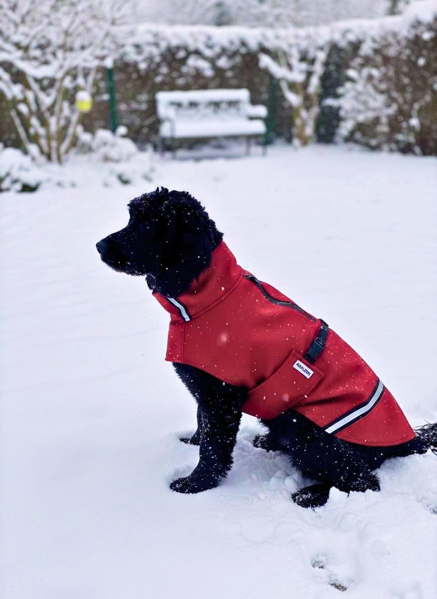 Hundemantel Softshell „Style“ Wasserdicht & Winddicht – Hundejacke mit Fleece Innenseite – Wetterfeste Hundeweste mit Reflektoren & Geschirr-Öffnung – Verstellbar - waschbar (M)