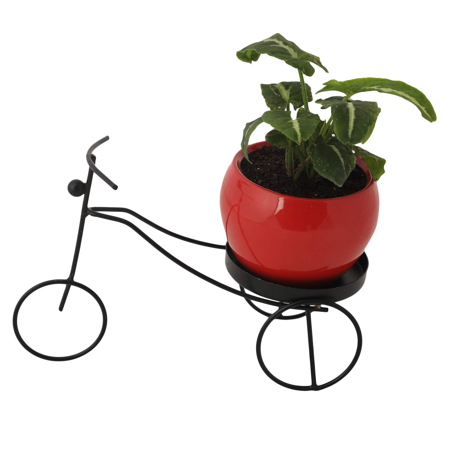 Growkaro Syngonium wendi with Red Rikshaw pot