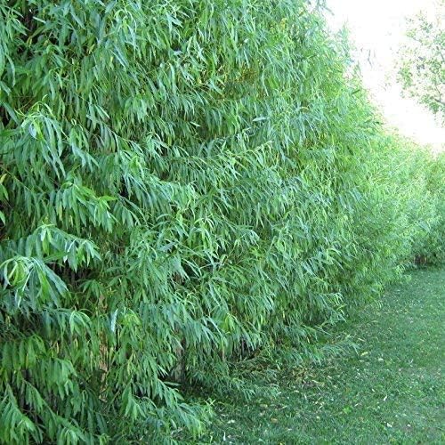 Docena de sauces híbridos, sombra de crecimiento más rápido o árbol de privacidad - Austree Hybrid Willow Tree - 12 árboles vivos