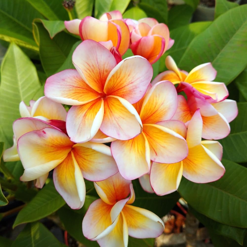 『#Tipanie』 #ティパニエ #プルメリア Tipanie』 #ティパニエ #プルメリア