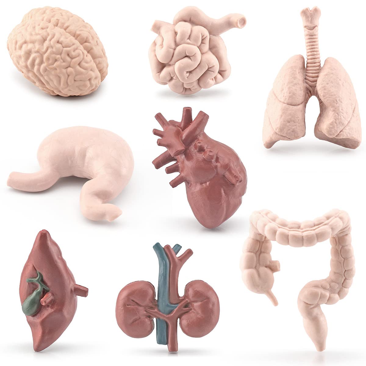 Buy Caffney Human Body Organs Model Educational Organs Anatomy Model ...