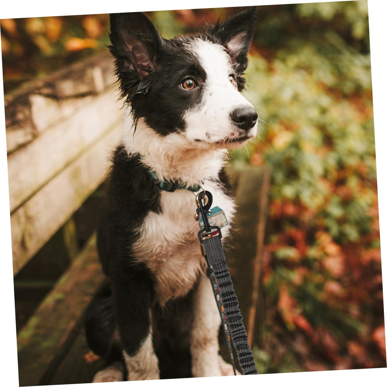 Laisse Double pour Chiens à Double Tête, 3 Pièces, Polyester | Acier Inoxydable, pour Promenade et Extérieur, Design Ergonomique, Résistance à Rupture