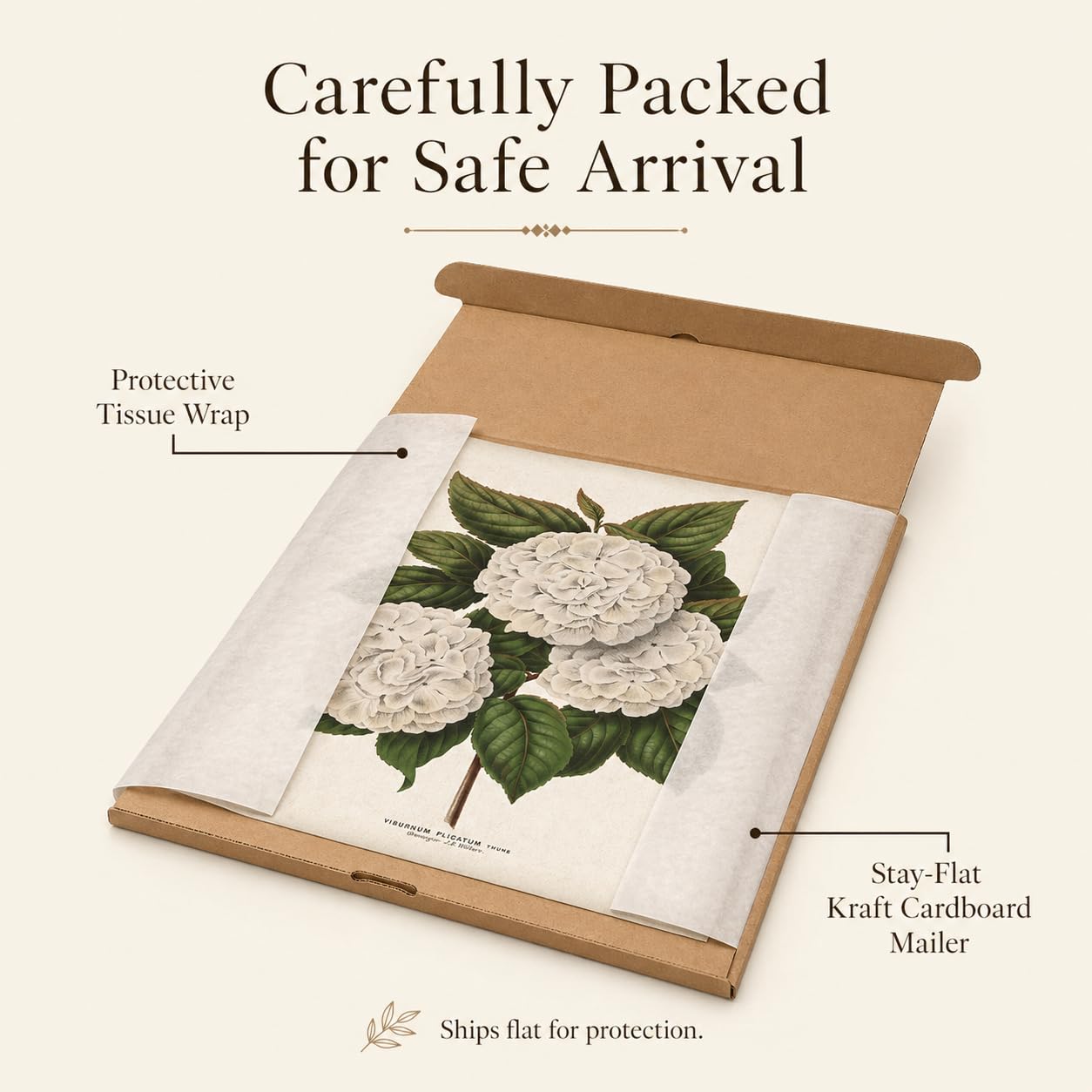 Amazon.com: Japanese Snowball Flower Illustration 11x14 Unframed