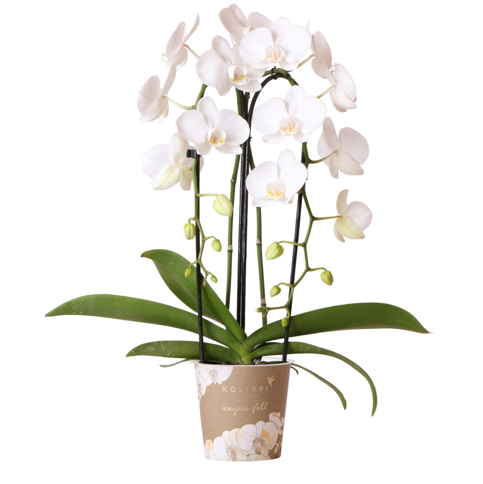 Kolibri Phalaenopsis-Orchidee Niagara Fall, weiße Blühende Zimmerpflanze, Topfgröße Ø12cm