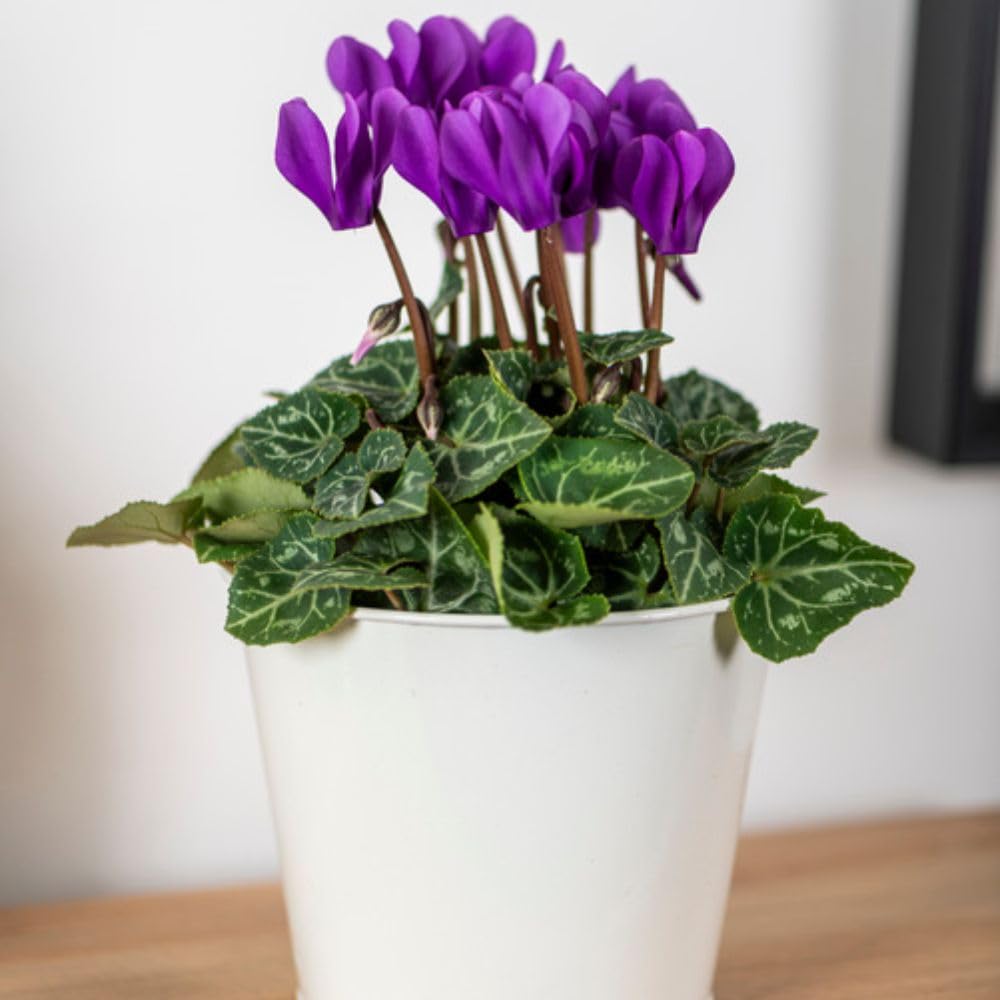 Cyclamen persicum ‘Dragon Deep Blue’1 x 9cm Pot Indoor Cyclamen – Florist’s Cyclamen Tender Perennial – Unique Blue Purple Winter Flowering Houseplant for Pots – by Thompson & Morgan