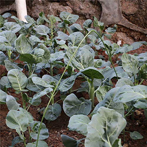Biegsame Stangen Garten Die 15 besten Produkte im Vergleich
