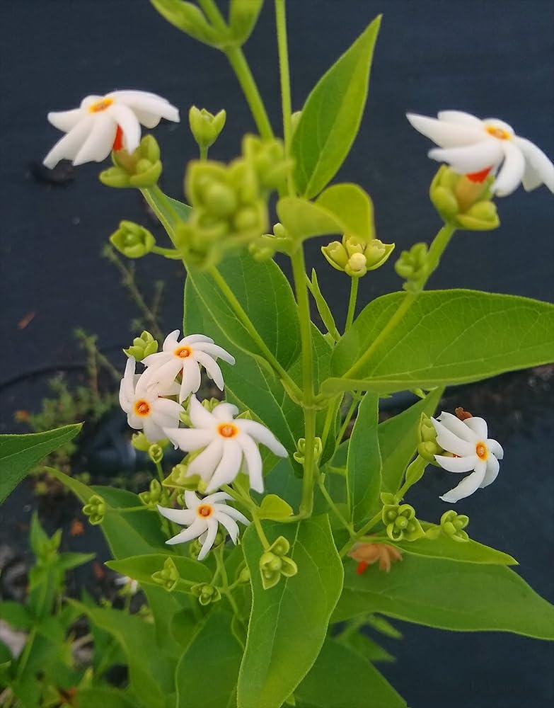 Shiuli Flower Plant Live Parijat Sacred Flower Plant Night Flowering Jasmine Plant Good Fragrant Blooms for Garden 1 Live Healthy Plant (B0CH6HJ8K8) Amazon Price History, Amazon Price Tracker