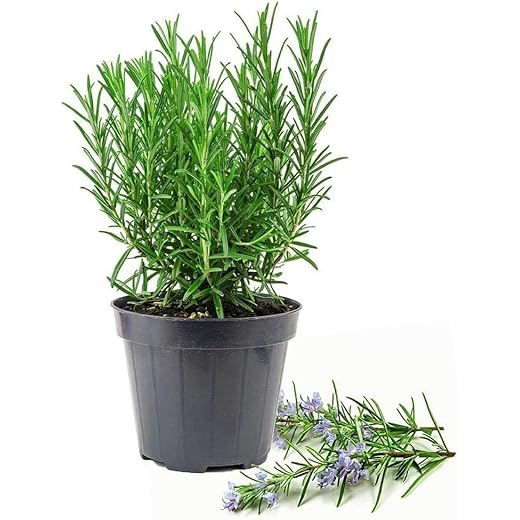 Gim Jack Galaxy Rosemary Live Plant