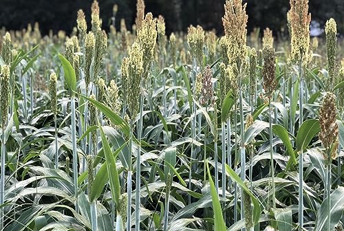 Sorghum Sudangrass (1 lb)