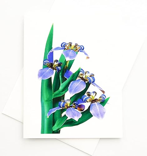 Sunshine Expressions Blooming Flowers - Tarjetas fotográficas de lino pesado, 16 con 18 sobres a juego, juego en caja (4.25 x 5.50 pulgadas) en