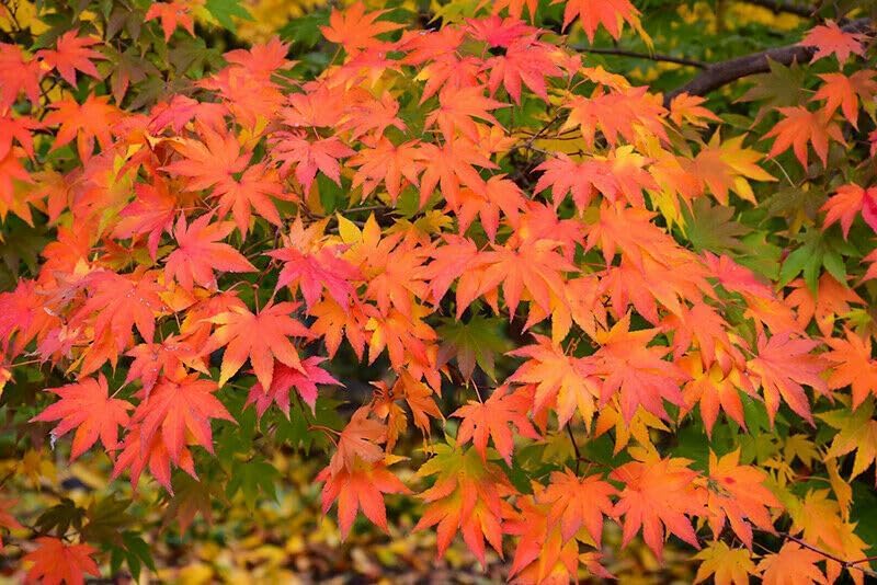 Acero rosso giapponese "Acero palmatum Momiji" pianta in alveolo h.1 metro e oltre Vivaio di Castelletto