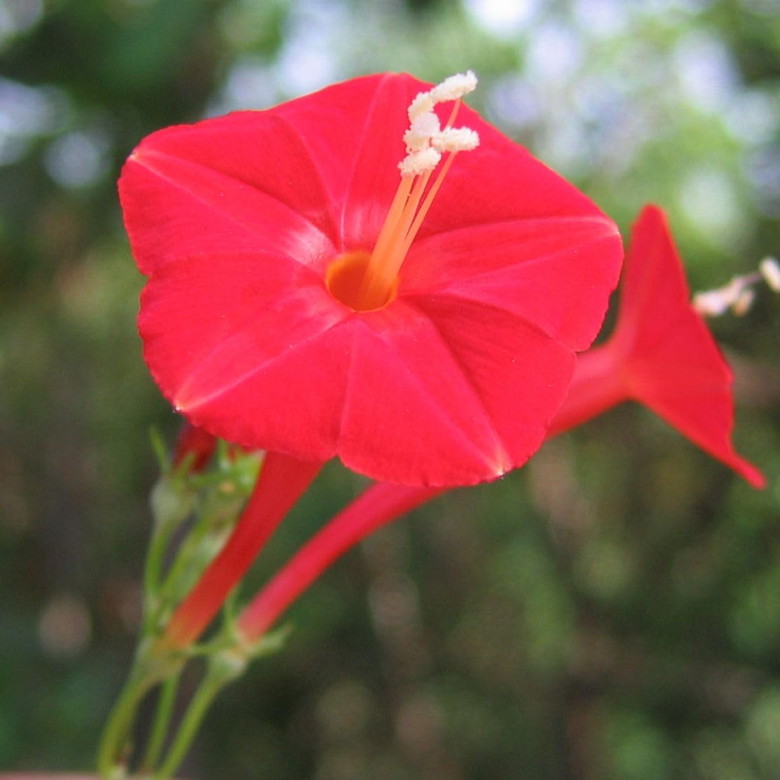 TomorrowSeeds - Scarlett O' Hara Morning Glory Seeds - 1 Pound ~ 15,000+ Count - for 2026 Planting Non-GMO USA Garden Flower Vine Tropical Moon Scarlet Creeper Plant Grow Your Own Home Farm Patio