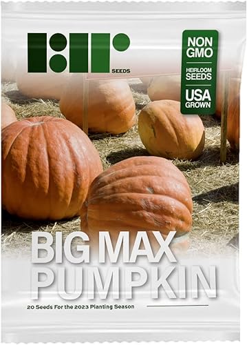 Miniatura 4 de 20 semillas de calabaza Big Max para plantar, semillas de verduras de primera calidad cultivadas en Estados Unidos sin OMG cultivadas en EE. UU.