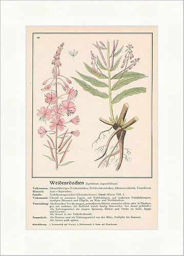 Willow Beauty Epilobium angustifolium Fire Herb Medical Plants 102