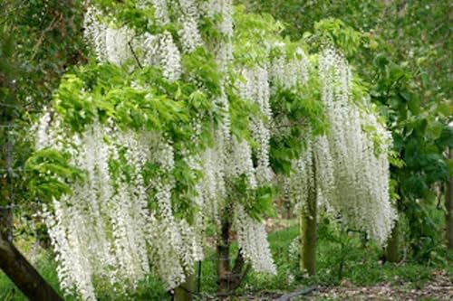 1-1000 PCS Semillas de árbol de glicina china blanca Sinensis Alba flor blanca 0171 (1 semilla)
