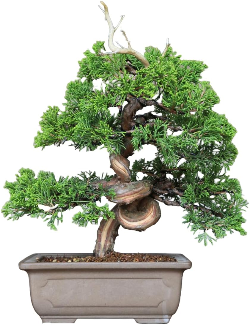 小品盆栽 ミニ盆栽 豆盆栽 鉢 蟹 真柏 黒松 五葉松 楓 紅葉 桜 梅 小品