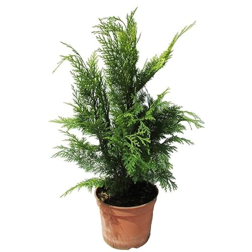 Ciprés - Árbol de Exterior Perfecto par el Jardín