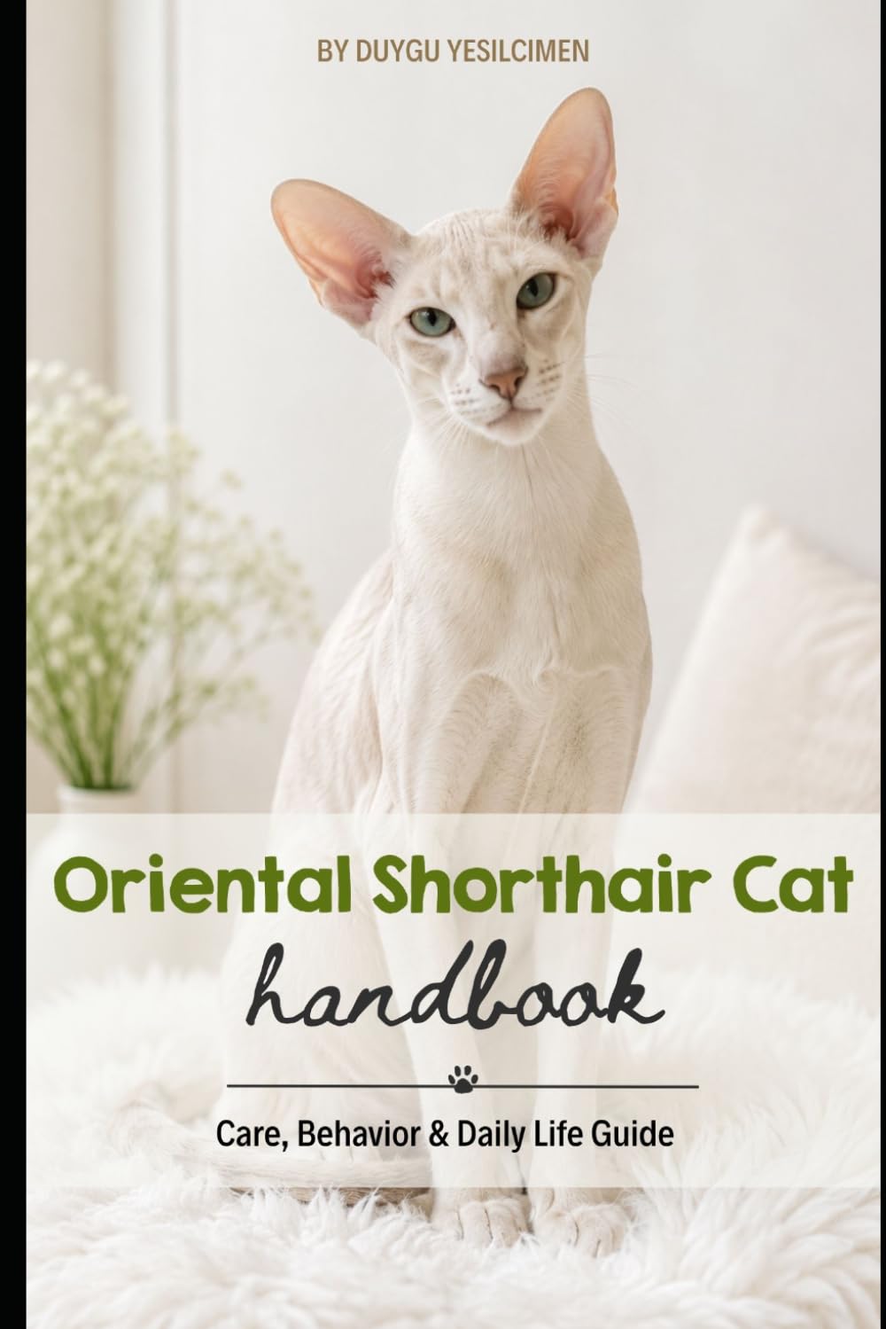 Oriental Shorthair Cat: Care, Behavior & Daily Life Guide