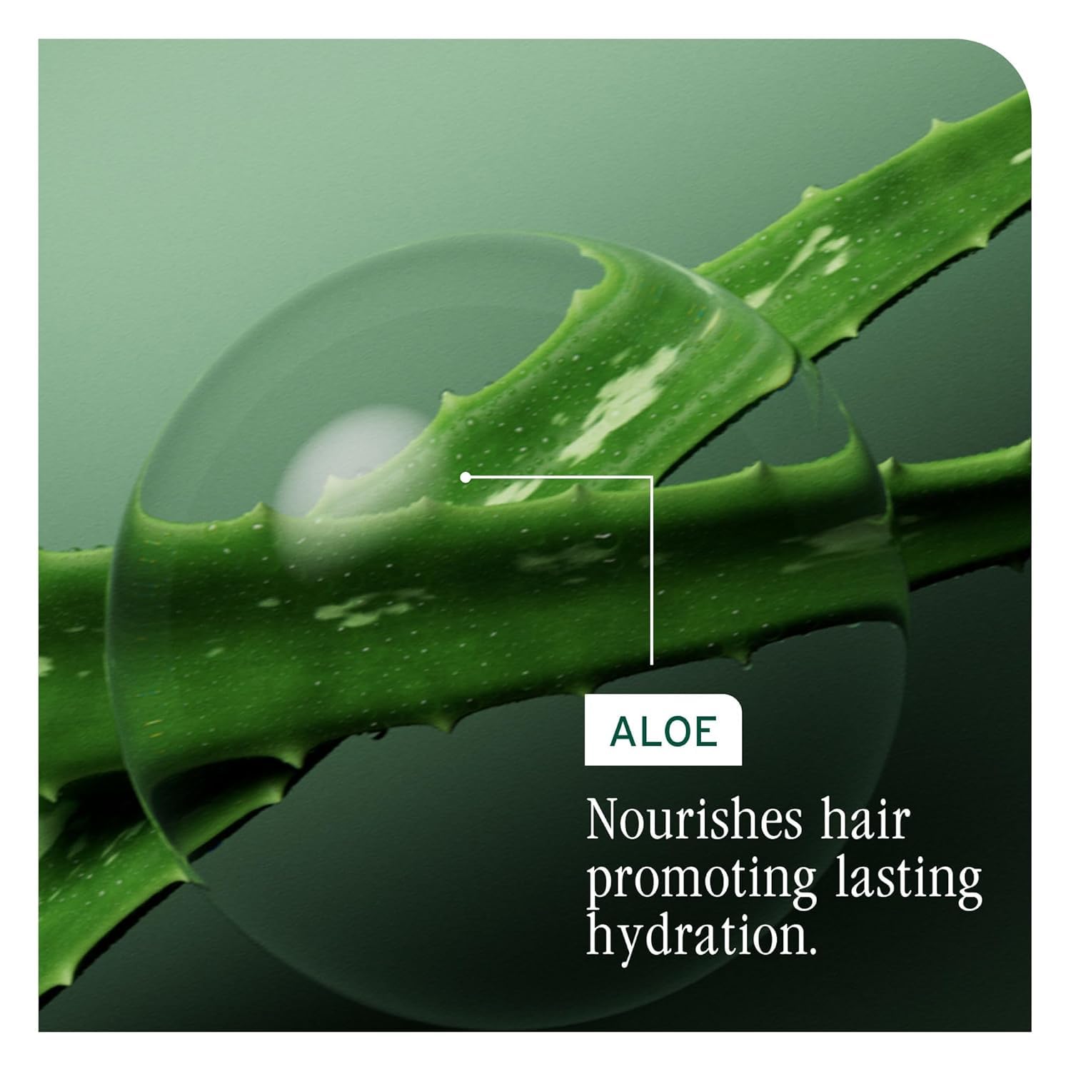 Hydra Source Solución desenredante – Acondiciona, desenreda y controla al instante la estática, para cabello seco, con aloe vera microfiltrado y ácido hialurónico fermentado, 33.8 onzas 6
